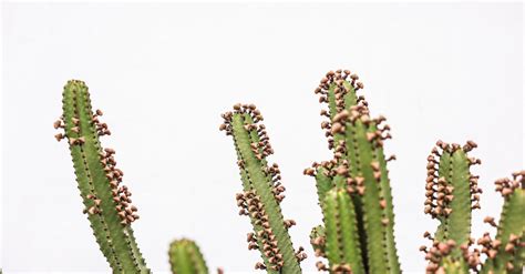 Green Cactus Plant in White Background · Free Stock Photo