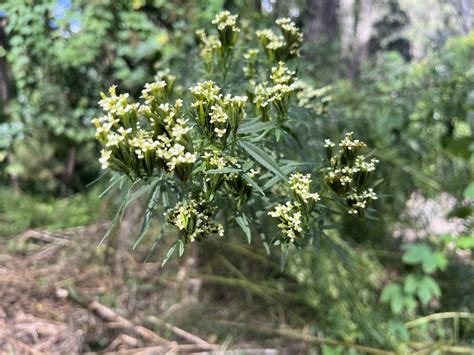 Wild Marigold From The Club Parkwood Qld Au On May At