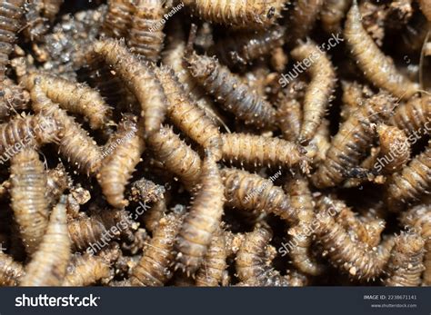 Fly Larvae Maggot Insect Texture Stock Photo 2238671141 Shutterstock