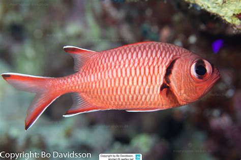 Myripristis Murdjan Crimson Soldierfish White Tipped Squirrel Fish