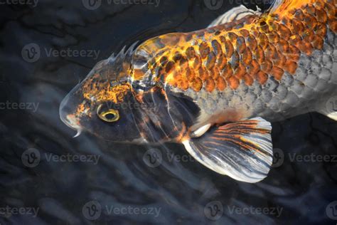 Impresionantes Peces Koi Negros Naranjas Y Blancos 9552681 Foto De