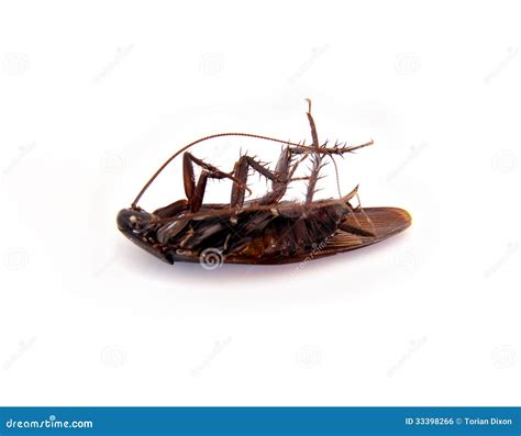 Dead Roach stock photo. Image of dead, water, pest, vermin - 33398266