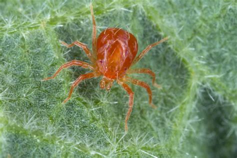 Red Spider Mites Identification And Treatment: 'Prevention Is Easier ...