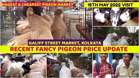 Recent Fancy Pigeon Price Update Galiff Street Pet Market Kolkata