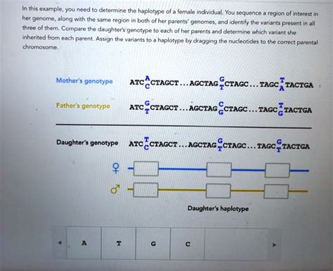 SOLVED: In this example, you need to determine the haplotype of a ... 
