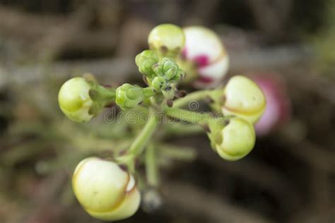 The Flowers of the Sal Tree that Still Buds Stock Photo - Image of beauty, flora: 216868658