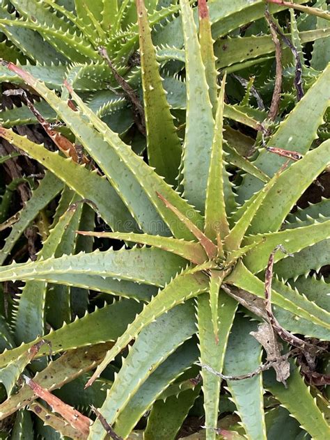 Photo Of The Plant Aloe Arborescens Stock Image Image Of Leaves Leaf