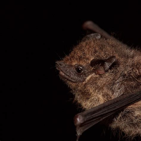 Bat Diversity Increases Nearer The Equator And Is Further Increased