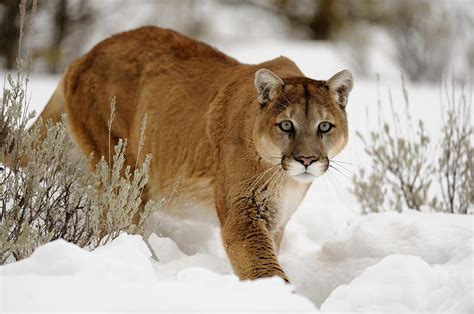 North American Mammals Photograph by Don Johnston