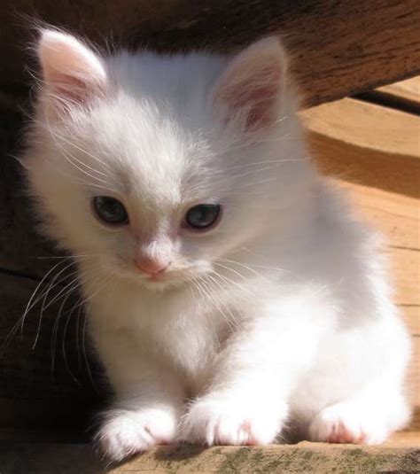 Munchkin Kitten - Puppy Dog Gallery