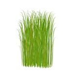 Tall grass png - Download Free Png Images