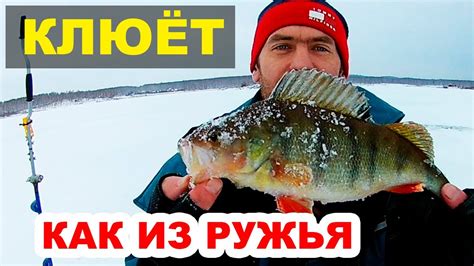 Крупный Окунь . Ловля Окуня на Блесну Зимой. Маропедка. - YouTube