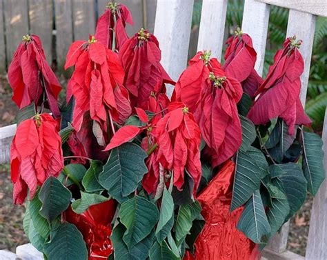 Poinsettia Feuilles Molles Pourquoi Elles Fanent 7 Causes Solutions