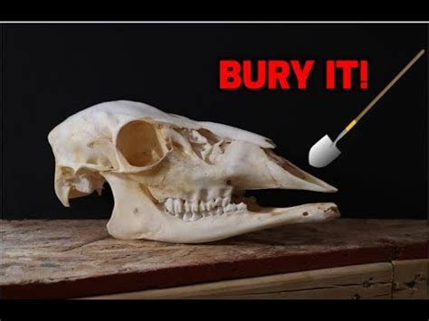 HOW TO CLEAN A SKULL EASY BURYING METHOD YouTube Deer Skulls