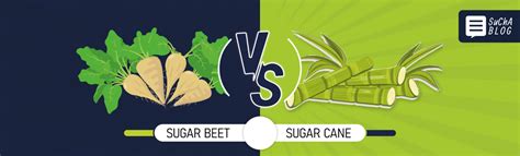 Sugar Cane vs Sugar Beet