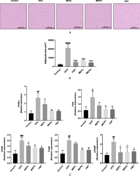 Mep Effects On Adipose Tissue Epididymal Histology Lipogenic And