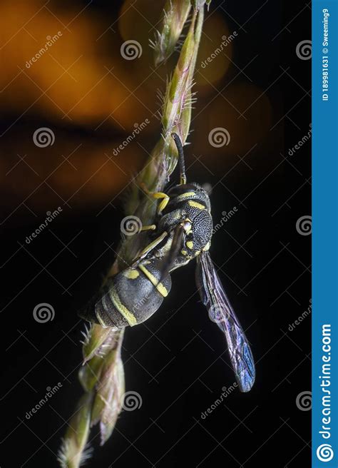 Yellow Jacket Stinger Resting on the Stem of the Weed Stock Image - Image of stinger, black ...