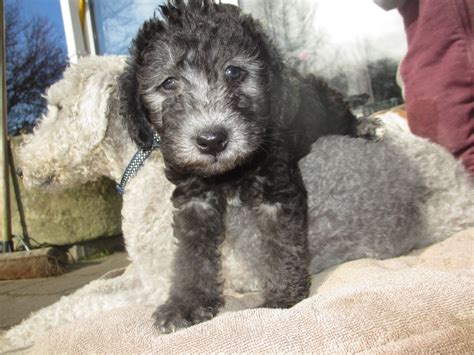 Bedlington Terrier Puppies For Sale | Bellevue, WA #281401