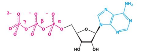 biochem chapter 15 Flashcards | Quizlet