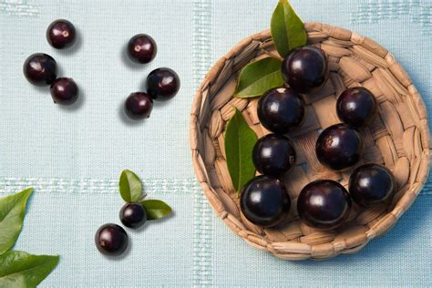 Jabuticabeira Em Vaso Dicas Incríveis Para Cultivar E Desfrutar De