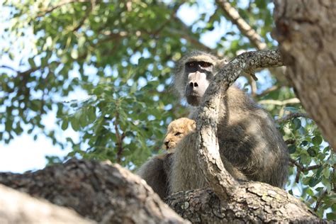 Sighting of a Baboon and Lion Cub is 'Lion King' in Real Life