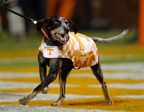 The 25 Best Mascots in College Football - Sports Illustrated