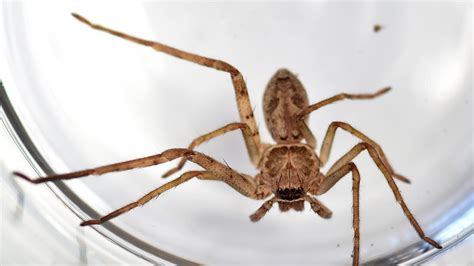 Massive influx of Huntsman spiders take over Australia | The Australian