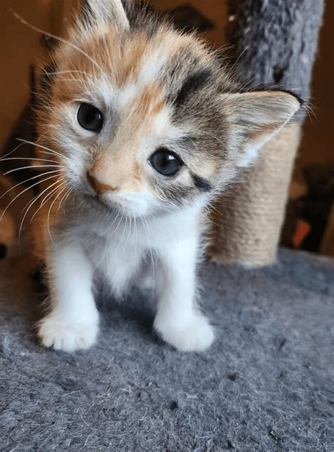 20 Cutest Kittens Of The Week The Tiniest Fluffiest Criminals March 18