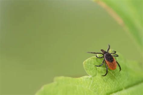 Everything You Need to Know About Tick Bites