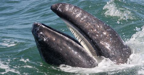 Discover The Incredible Baleen Whale Migration Imp World