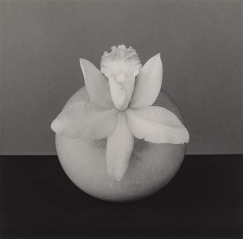 Orchid By Robert Mapplethorpe On Artnet Auctions