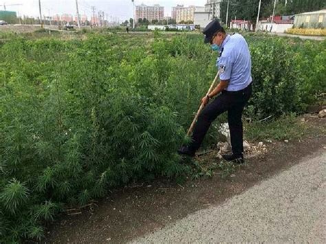 新疆塔城市公安局积极开展禁毒宣传和铲除野生大麻行动 新疆 禁毒在线