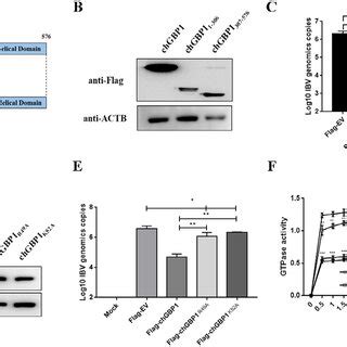 The critical regions of chGBP1 to repress IBV replication. (A ...