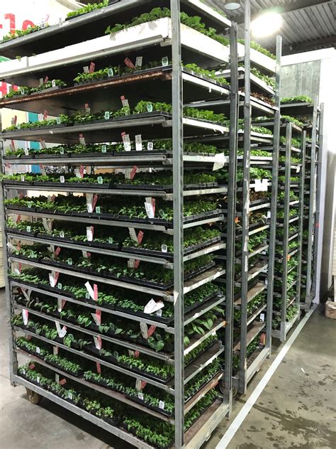 Фотогалерея | Агрофирма «Виола»