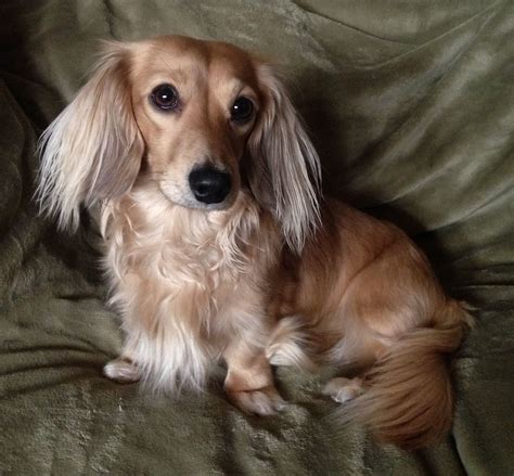 Beau, longhaired shaded cream miniature dachshund | Dachshund puppies ...