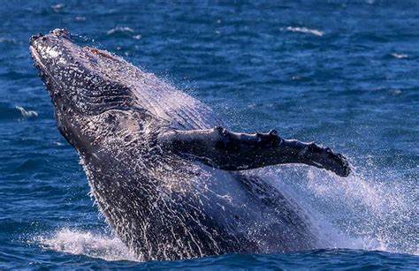 Boaters urged to exercise caution during whale migration - News Of The Area