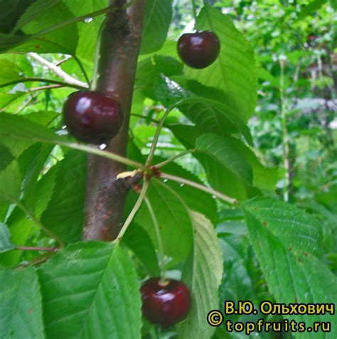 Черешня Родина - описание сорта и фото плодов