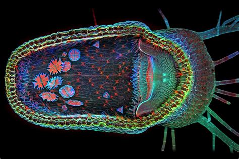 Bright Microscopic Images Of Life Popular Science