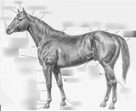 Horse Anatomy Diagram Quizlet