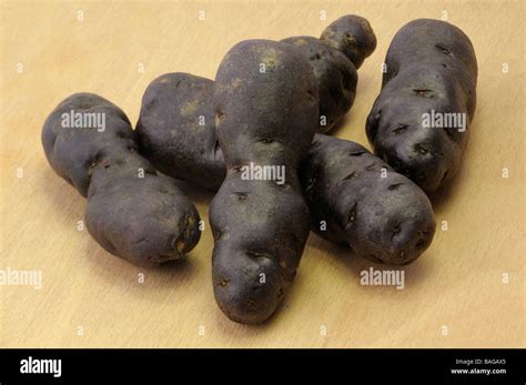 Potato Solanum Tuberosum Variety Vitelotte Noire Studio Picture