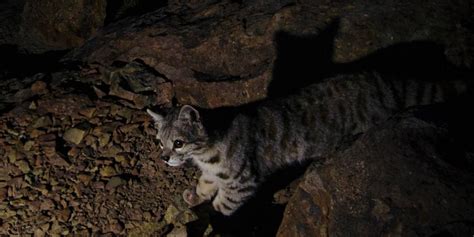 Gato Andino El Desconocido Gato Fantasma Que Pocos Conocen