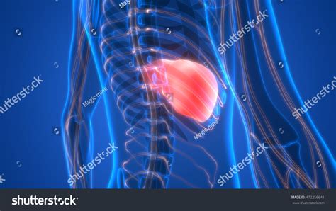 Human Body Organs Anatomy Liver 3d Stock Photo 472256641 Shutterstock