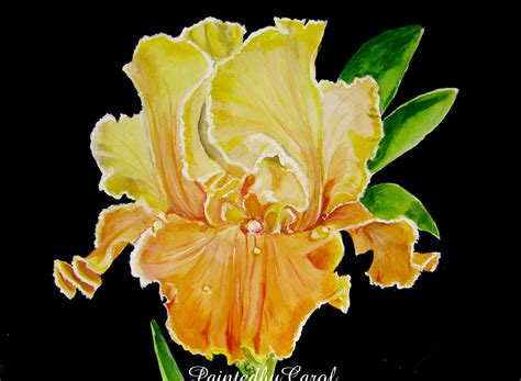 Bearded Iris Print Yellow Iris Painting Bearded Iris Art