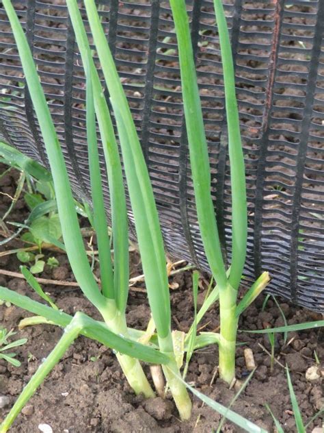 Tree Onion - The Backyard Larder