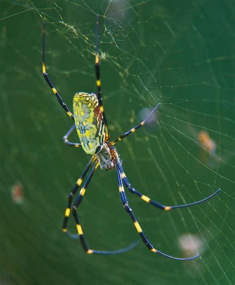 Nephila Clavata Dorsal View Copyright © Daniel Ruyle Flickr