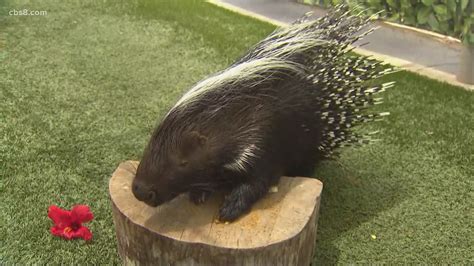 Zoo Day Cape Porcupines