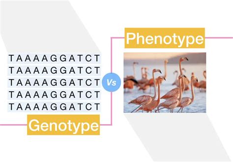 Genotype Vs Phenotype Genetic Education