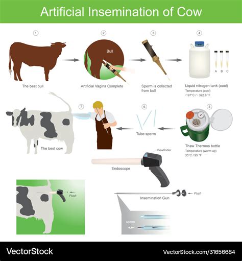 Artificial insemination cow Royalty Free Vector Image