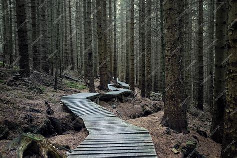 Premium Photo | Dark forest road path through a dark forest