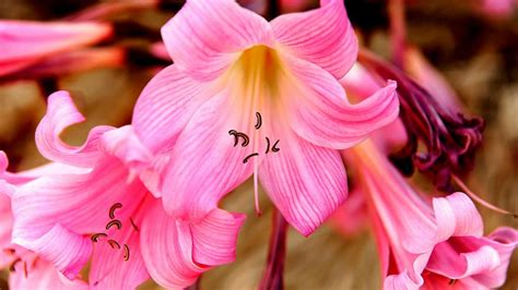 How To Grow Naked Lady Lilies Or Amaryllis Belladonna Hubpages